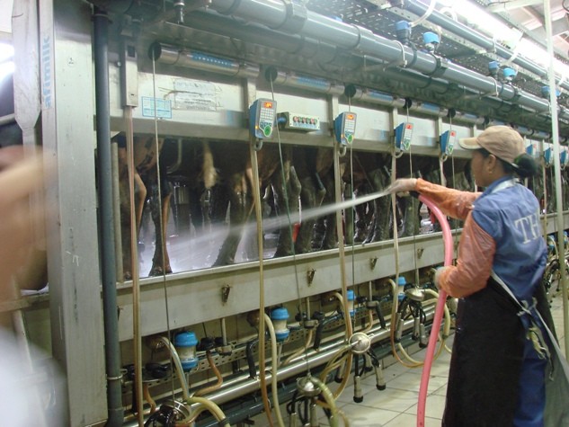 Bò được nuôi dưỡng bằng chế độ thức ăn sạch nhưng trước khi vắt sữa để đảm bảo nguồn sữa sạch công nhân tại lâm trường luôn vệ sinh sạch sẽ từ "cô" bò, vệ sinh núm vú trước khi vắt sữa.